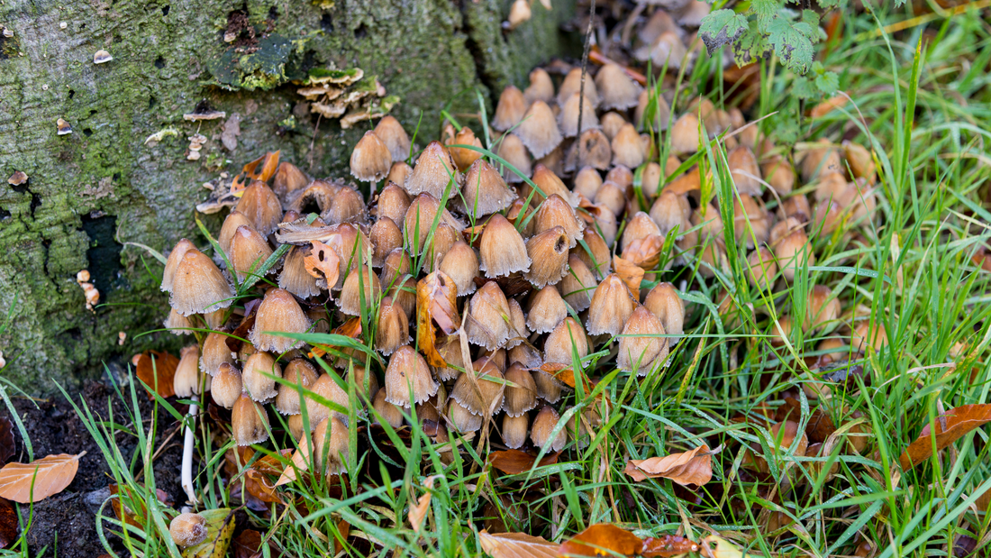 Representación visual del reino fungi y su diversidad.