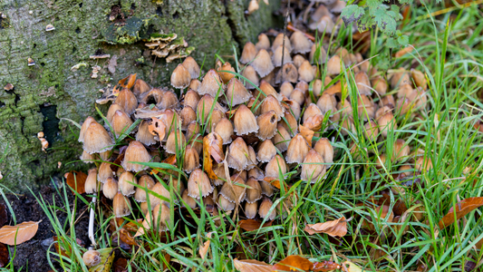 Representación visual del reino fungi y su diversidad.